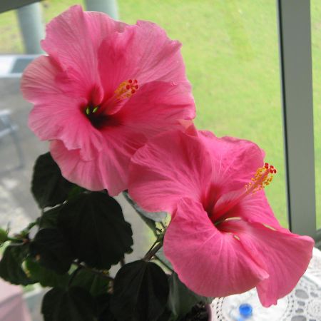Hibiscus Bed & Breakfast ไวฮี ภายนอก รูปภาพ