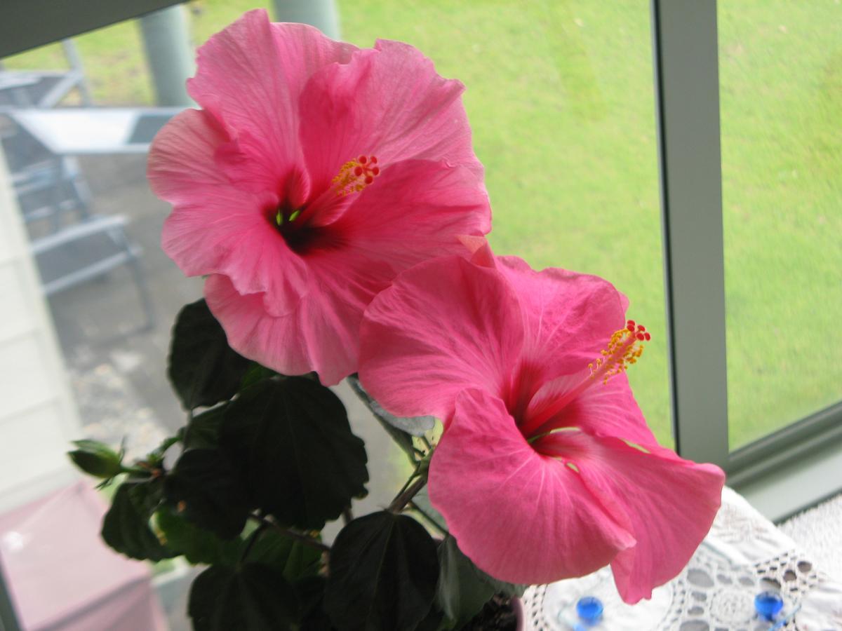 Hibiscus Bed & Breakfast ไวฮี ภายนอก รูปภาพ
